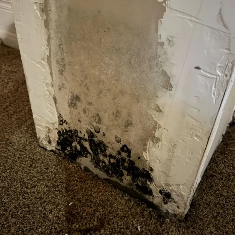 Professional Mold Removal in Murfreesboro, NC